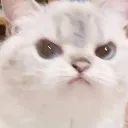catangy catangy