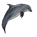 dolphinspin