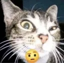 CatAyo CatAyo