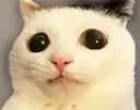cat_crisis