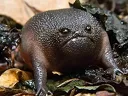 angryfrog angryfrog