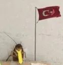 alpvia