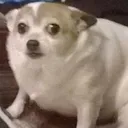 Scared scared Discord Emoji