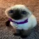 RF_GatoPelon