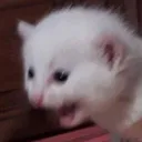 NekoCri_02 Discord Emoji