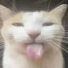 SC_SillyCat