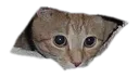 helo helo