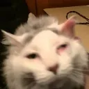 weedcat