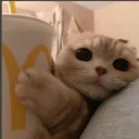 da_cat_lovin_it