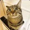 why