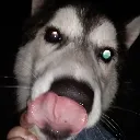 Goodboi