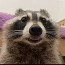 raccoon_shock raccoon_shock