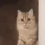 catbye