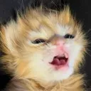 officalwallyworldcat