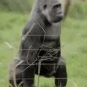 bebe