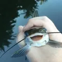 happyfish happyfish