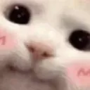 myaaaaa