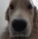 GE_Perro