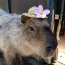 MAZE_Capybara