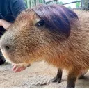 MAZE_Capybara