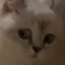 sidneyskatzenini sidneyskatzenini