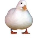ducks ducks