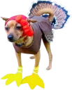 turkeydog