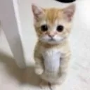 catwaiting catwaiting