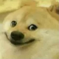 weird_doge weird_doge