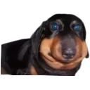 erm