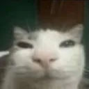 cathmmmm Discord Emoji