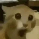 o_ o_