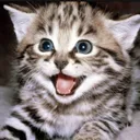 DreamMeowWHAT Discord Emoji