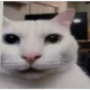 gatosorprendidotambin