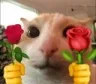 gatoconflores