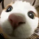 sniff