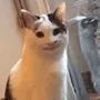 smileycat