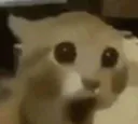 catguau