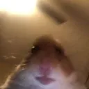 sniffsballs