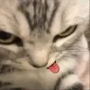 Meower Discord Emoji