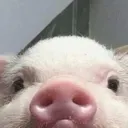 piggypeek