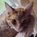 cheddar2