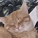 cheddar3 cheddar3