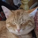 cheddar4
