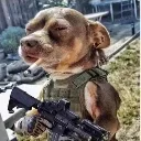 dog_gun dog_gun