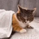 catsnatched