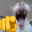 catlaughpoint
