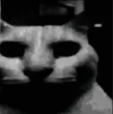 catDespair catDespair