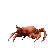 crab