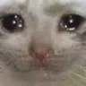 catcry